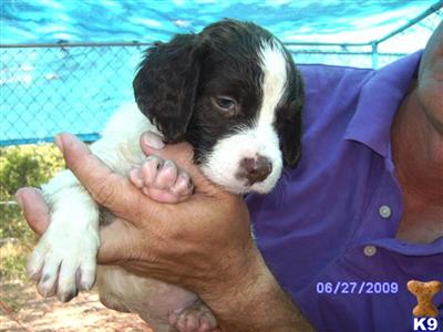Puppies in TX